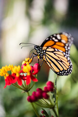 Naklejka na ściany i meble Monarch Butterfly 