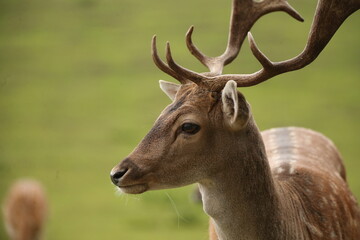 Close-up of a roe deer/fallow deer