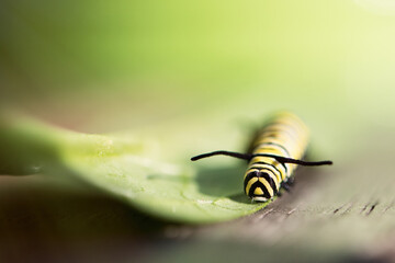 Monarch Butterfly 