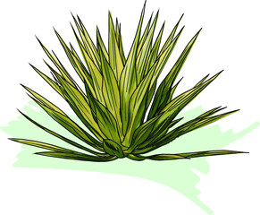 Abstract image of Agave plant on soft green color