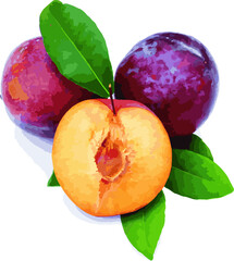 Abstract of Plum fruit with leaf. (Scientific name Prunus domestica.)