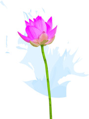 Fototapeta premium Abstract of Pink lotus flower on soft blue color background.