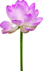 Abstract of Pink lotus flower on white background.