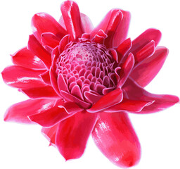 Abstract of Torch Ginger flower on white background.