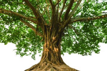 Abstract the Sacred fig Tree, The peepal tree, Peepul of India, Pipal tree. (Scietific name Ficus religiosa)