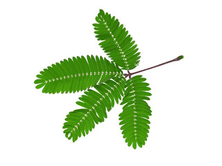 Abstract leaves of the Sensitive plant on white background.