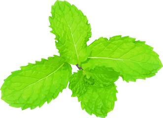 Abstract of Kitchen Mint or Marsh Mint leaves. (Scientific name Melissa officinalis)