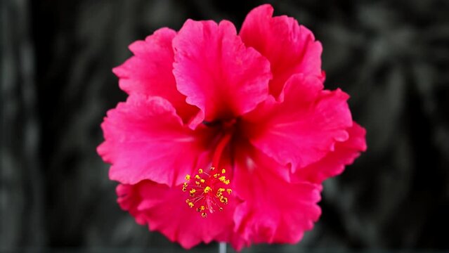 Hibiscus rosa-sinensis, known colloquially as Chinese hibiscus. Wind-swaying flower with intentional focus transition from pistil and stamen to corolla