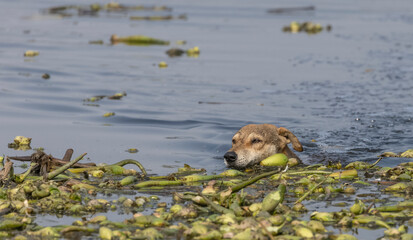 Indian dog swimming in river.