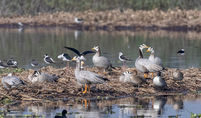 Bar-headed goose duck (Anser indicus) in jungle dueing winter migration.