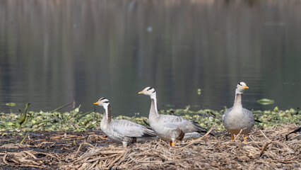Bar-headed goose duck (Anser indicus) in jungle dueing winter migration.