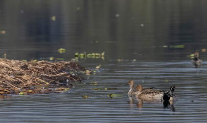 Northern pintail (Anas acuta) duck swimming in river during winter bird migration.