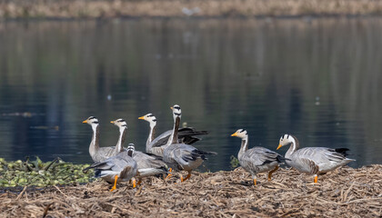 Bar-headed goose duck (Anser indicus) in jungle dueing winter migration.