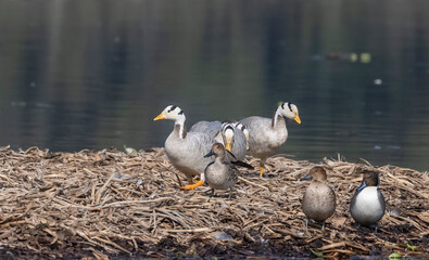 Bar-headed goose duck (Anser indicus) in jungle dueing winter migration.