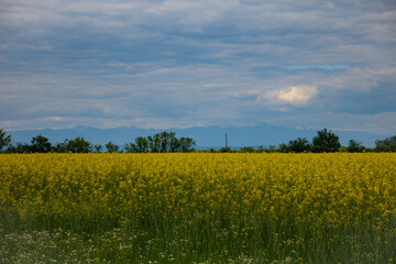 rapeseed field and blue sky