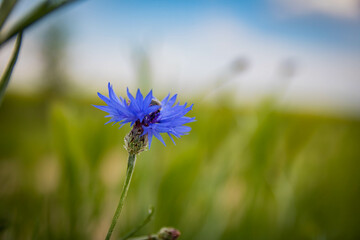 blue cornflower n the meadow