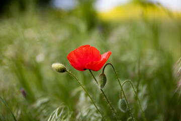red poppy in the green field