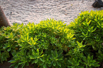 Plants on a sandy beach