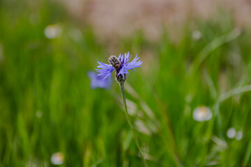 blue cornflower n the meadow