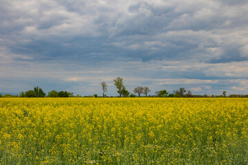 Obraz premium rapeseed field and blue sky