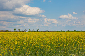 rapeseed field and blue sky