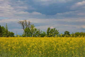 rapeseed field and blue sky