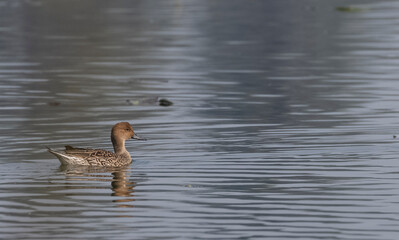 Northern shoveler (Spatula clypeata) duck floating on river body.