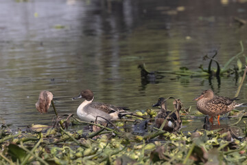 Northern pintail (Anas acuta) duck swimming in river during winter bird migration.