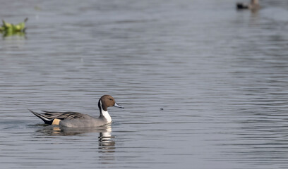 Northern pintail (Anas acuta) duck swimming in river during winter bird migration.
