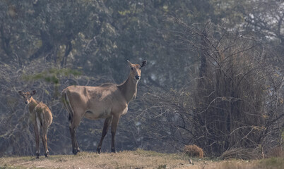 Blue Bull or Nilgai (Boselaphus tragocamelus) mother and cub standing in the forest.