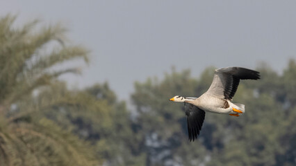 Fototapeta na wymiar Bar-headed goose duck (Anser indicus) in forest during winter migration.