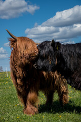 Black and brown highlands cuddling