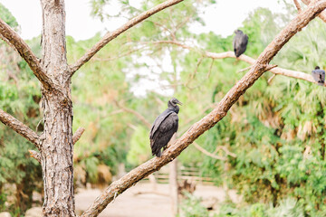vulture in zoo