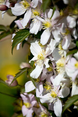 Clematis montana in flower in a garden in England, United Kingdom
