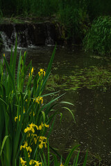 水辺の黄菖蒲の花