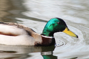 duck on the water