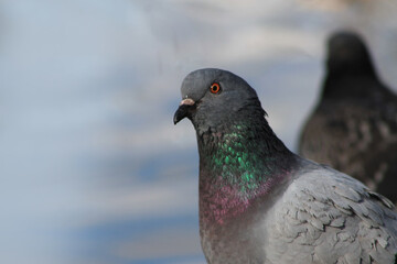 pigeon in the park