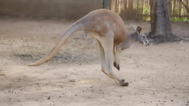 Red kangaroo jumping on the farm. Slow motion. 