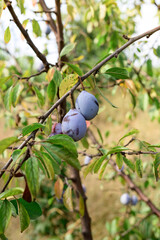 Plum Tree. A plum tree is ripening on a branch.