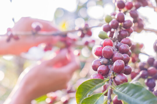Closeup of red arabica coffee berries in coffee farm and plantations with farmer hand picking coffee berries on branch background.
