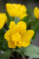 Obraz premium Gelbe Tulpen