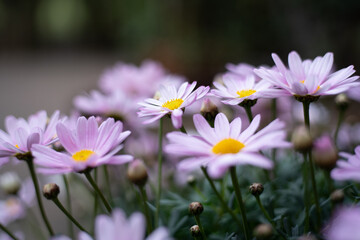 Margeriten Bl&uuml;ten in ros