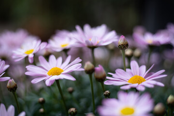 Margeriten Blüten in ros