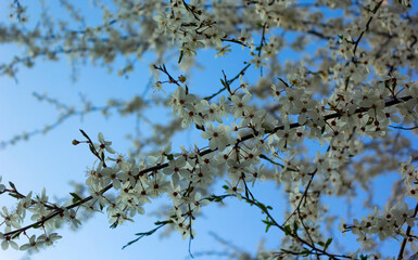Spring flowering of fruit trees. May warm day.