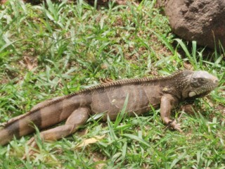 Calango geralmente vive em arvores  e consegue se camuflar na natureza, como este em um gramado.