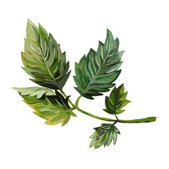 Single tomato leaf isolated on white background.