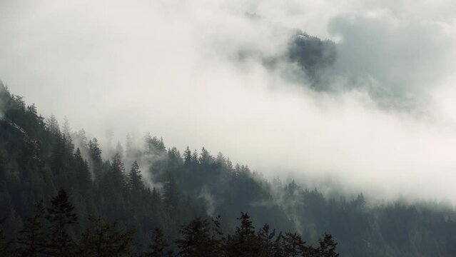 Pacific Northwest Mountain Forest Mist 4K UHD. A lush, temperate rainforest mountainside of the Pacific Northwest in fog and mist. 4K UHD.
