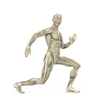 Average Man Muscle Maps Is Doing A Robot Dance Pose