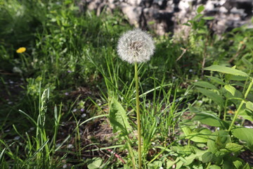 dandelion