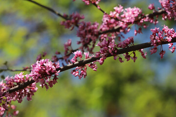 pink cherry blossom